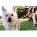 Wigzi Gel Handle Reflective Tape Retractable Dog Leash