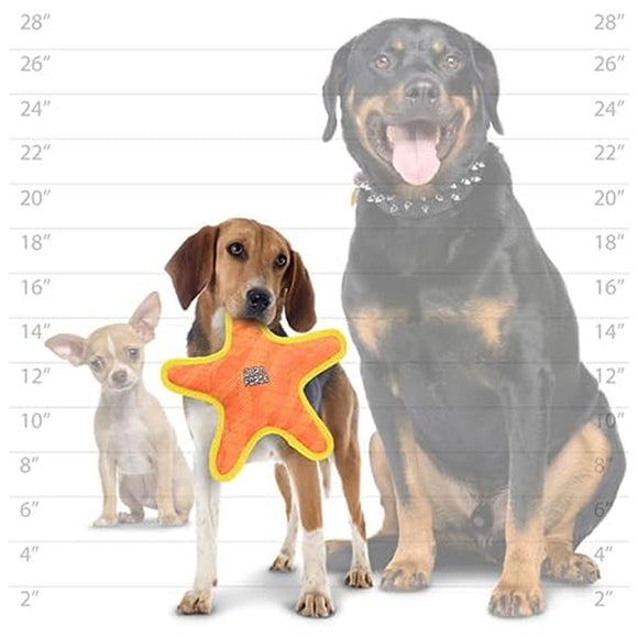 Three dogs of different sizes with a star-shaped toy, standing next to a height chart.