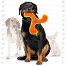 Dog holding an orange and yellow toy with two other dogs and a measurement chart in the background.