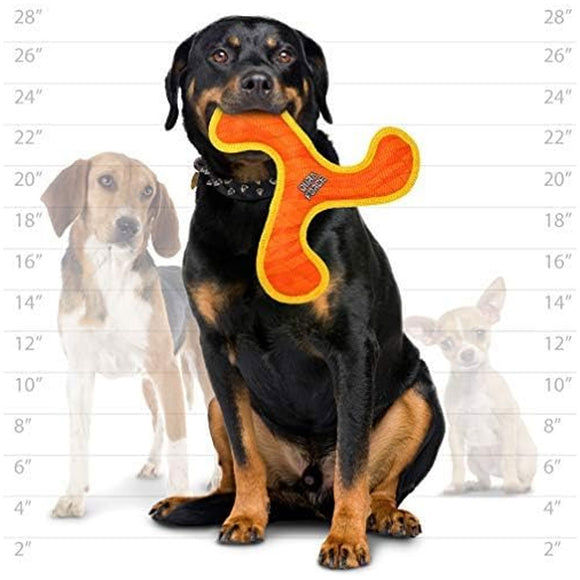 Dog holding an orange and yellow toy with two other dogs and a measurement chart in the background.