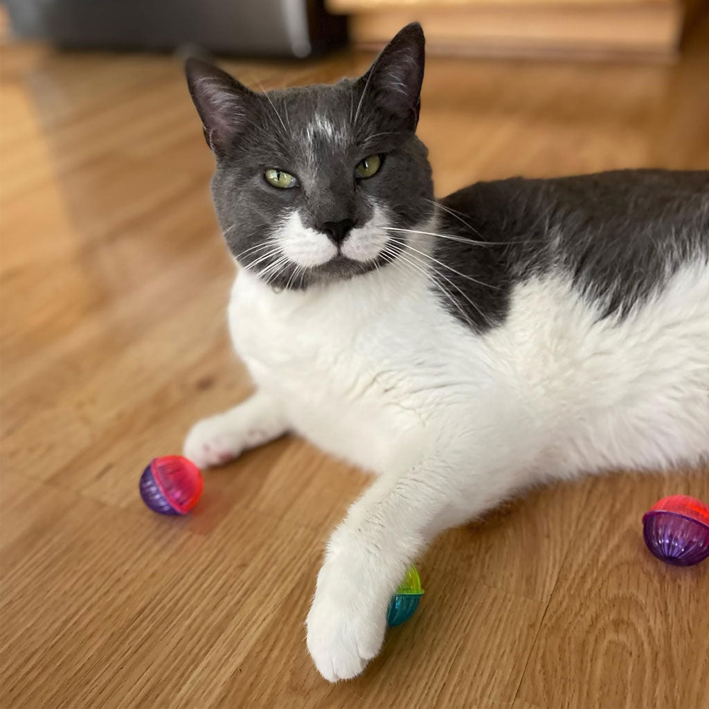 Spot Cat Shimmer Balls 4 Pack Spot Cat Shimmer Balls 4 Pack