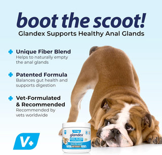 Glandex Anal Gland Support Peanut Butter Soft Chews for Dogs