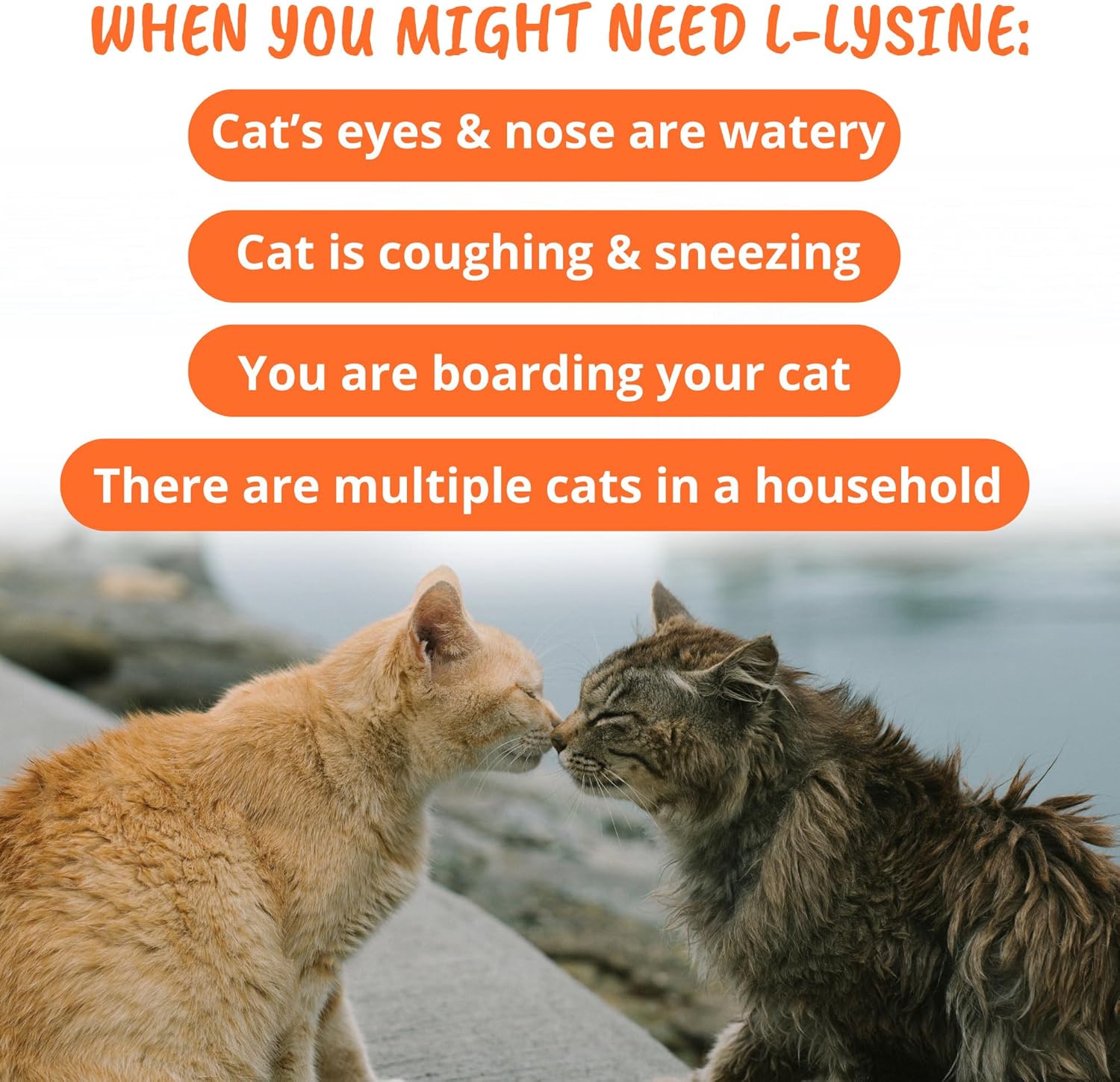 Under the Weather L-Lysine Soft Chews for Cats