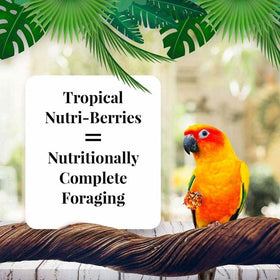 Lafeber Tropical Fruit Nutri-Berries Conure Food, 10-oz - 0