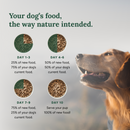 Dog food transition chart with a dog looking up at the text.