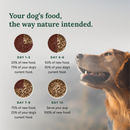 Dog food transition chart with a dog on a gray background