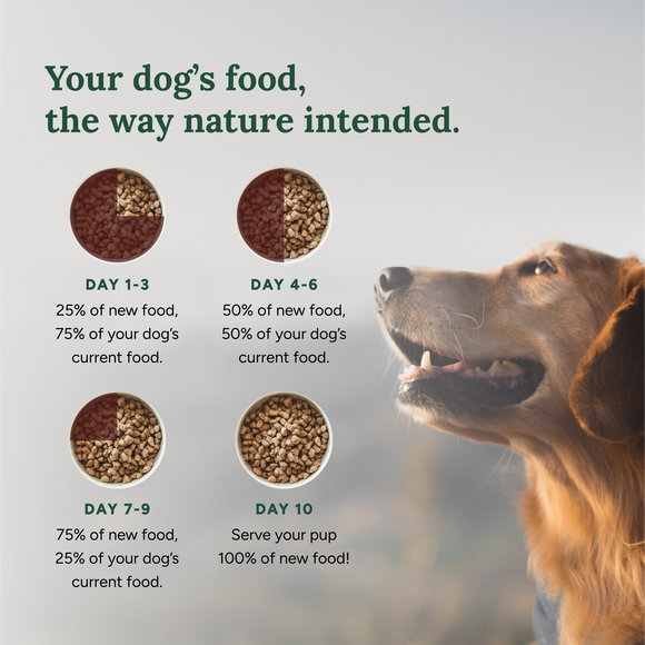 Dog food transition chart with a dog on a gray background