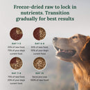 Dog food transition chart with a golden retriever looking up, showing different stages of introducing freeze-dried raw food.