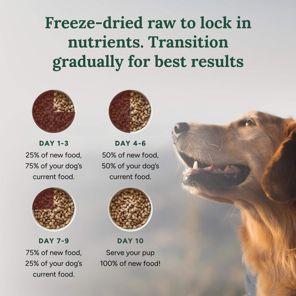 Dog food transition chart with a golden retriever looking up, on a light gray background.