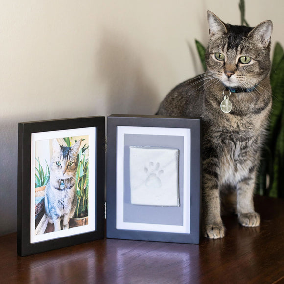 Cat standing next to two framed items on a wooden surface.