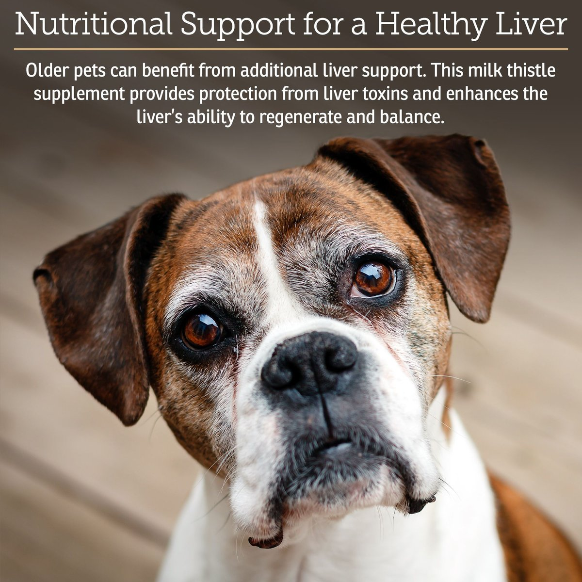 Rx Vitamins Hepato Liquid Liver Supplement for Dogs & Cat -Chicken Flavor (4 oz) - 0