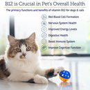 Rx Vitamins Rx B12 Liquid Digestive Supplement For Dogs and Cats (4 oz)-2