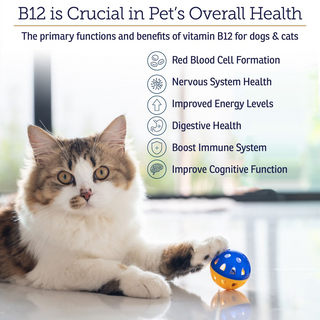 Rx Vitamins Rx B12 Liquid Digestive Supplement For Dogs and Cats (4 oz)