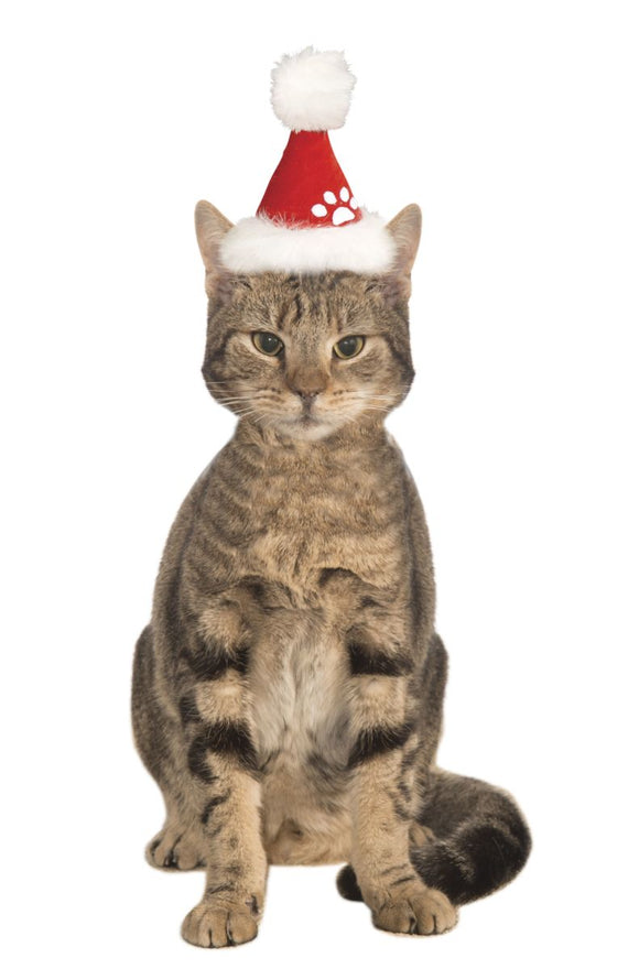 Pets Christmas Santa Hat - Various Colors