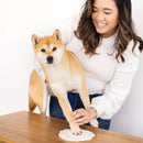 Woman petting a Shiba Inu dog on a wooden table with a white background
