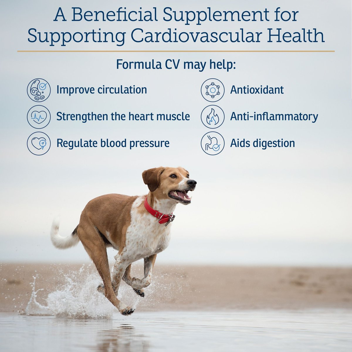 Rx Vitamins Formula CV For Dogs and Cats (90 caps) - 0