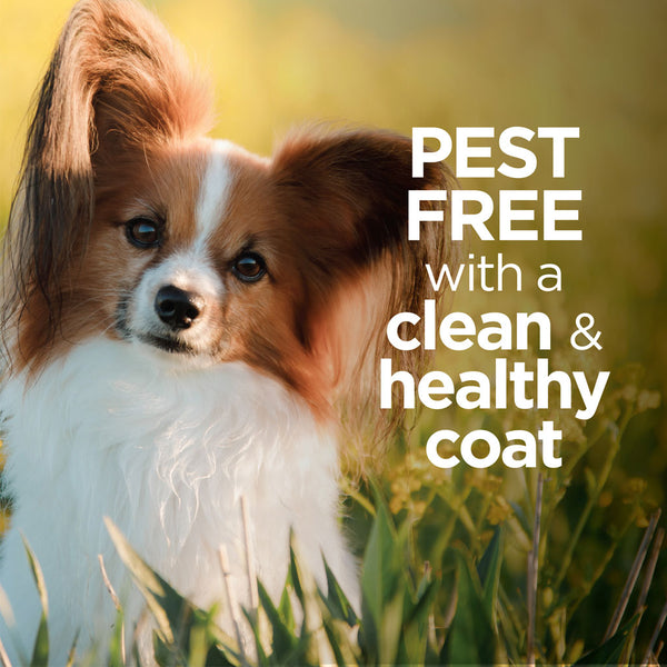 TevraPet Vetality Avantect II Flea & Tick Shampoo for Dogs