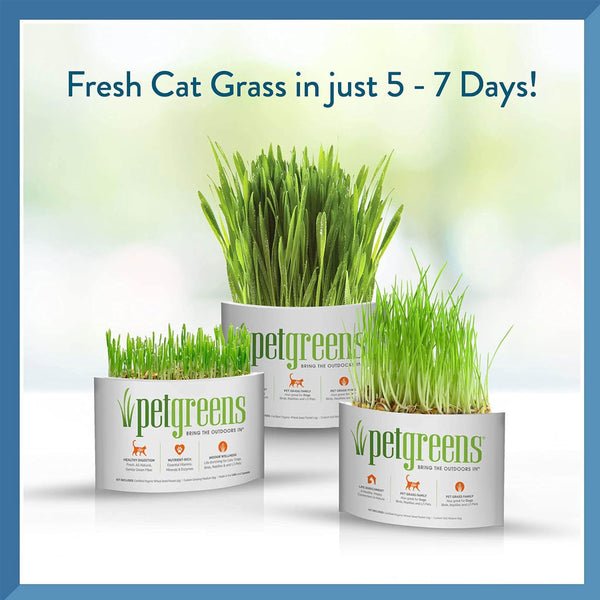 Pet Greens Garden Pet Grass Self-Grow Kit Organic Wheatgrass