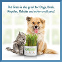 Pet Greens Garden Pet Grass Self-Grow Kit Organic Wheatgrass