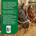 Ramard Total Gut Health Supplement For Horses
