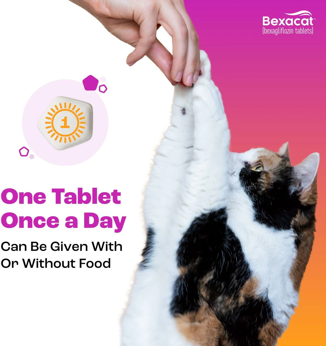 bexacat elanco can be given with or without food