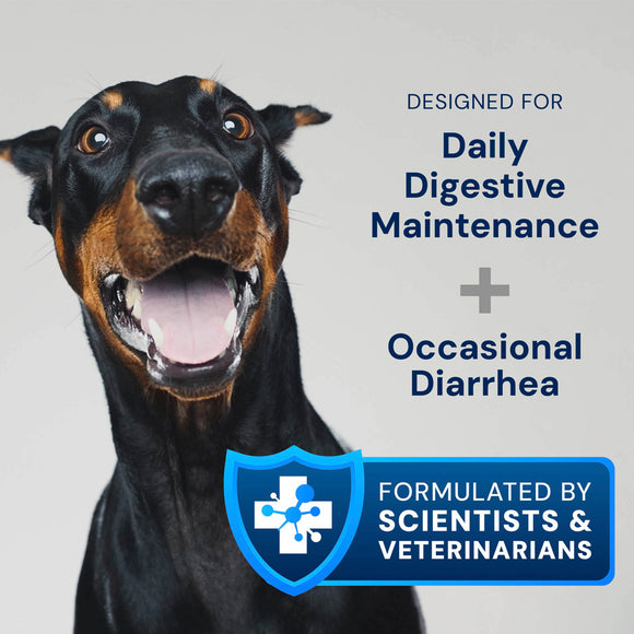 Dog with text about digestive health products on a gray background