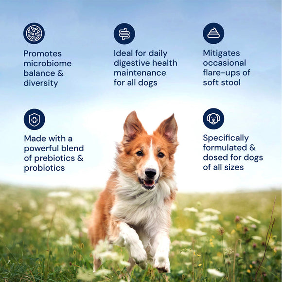 Dog running in a field with health benefits text overlay on a blue background