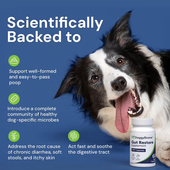 Dog with a bottle of DoggyBiome Gut Restore supplement on a blue background