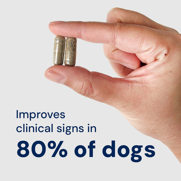 Hand holding two small cylindrical objects with text about improving clinical signs in dogs.