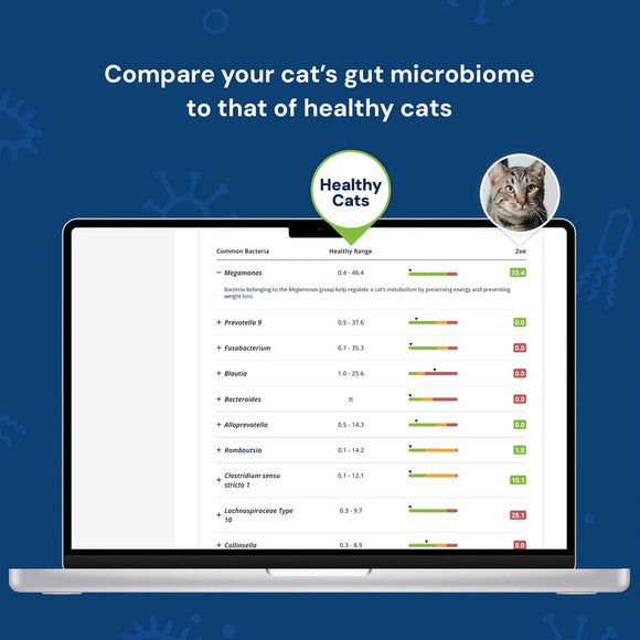 Laptop screen displaying a comparison of a cat's gut microbiome with healthy cats on a blue background.