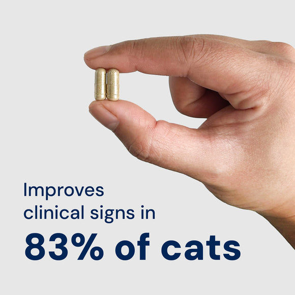 Hand holding two capsules with text about improving clinical signs in cats