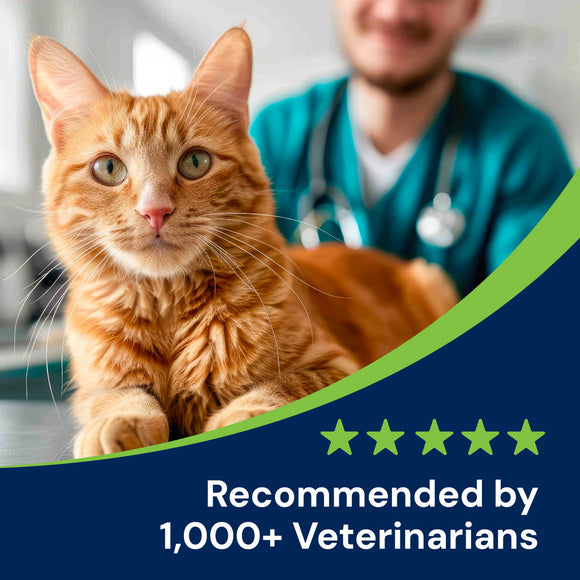Orange cat with a vet in the background and five-star rating text.