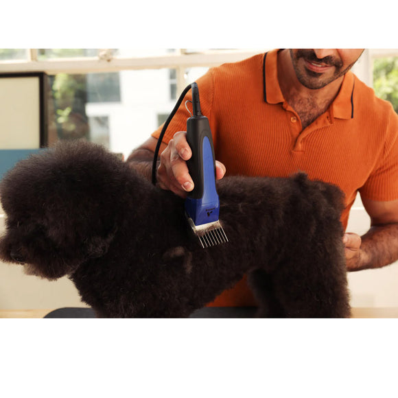 Person grooming a black dog with a blue grooming tool indoors.