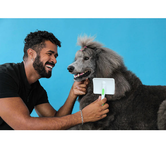 Man grooming a poodle with a blue background