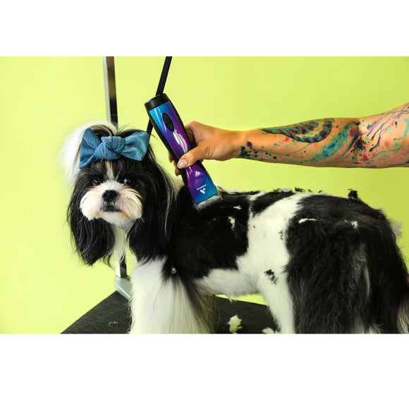 Dog being groomed with a hair clipper against a green background