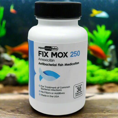 Fix Mox (Amoxicillin) Capsules Fish Antibiotics, 250-mg, 30-count