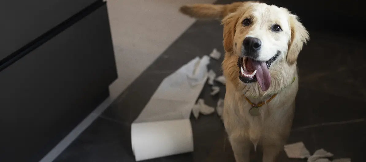 Everything You Need to Know to Raise a Healthy Happy Dog