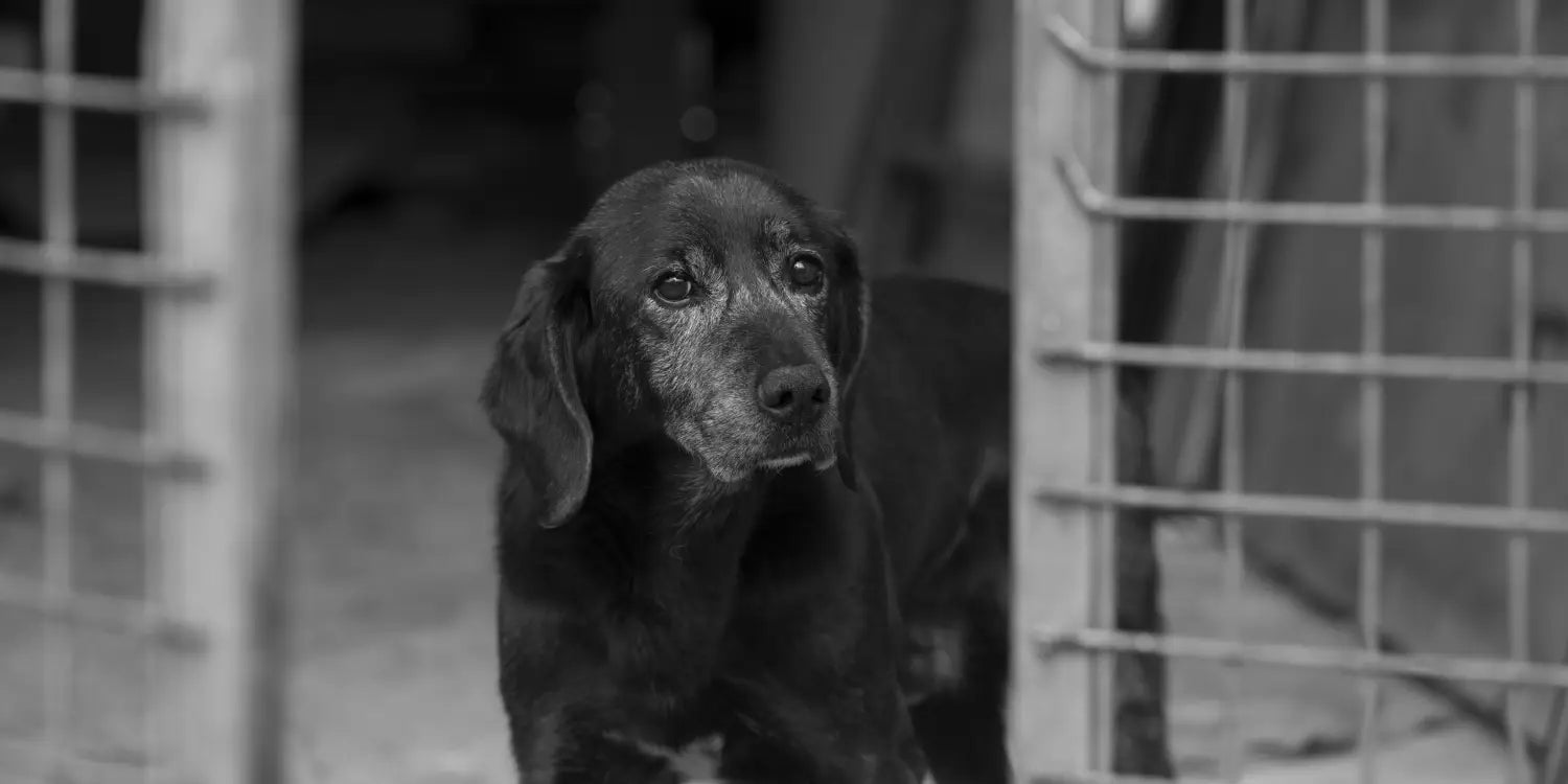 senior black dog in a shelter