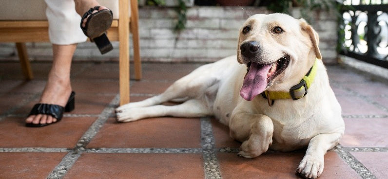 Everything You Need to Know to Raise a Healthy Happy Dog