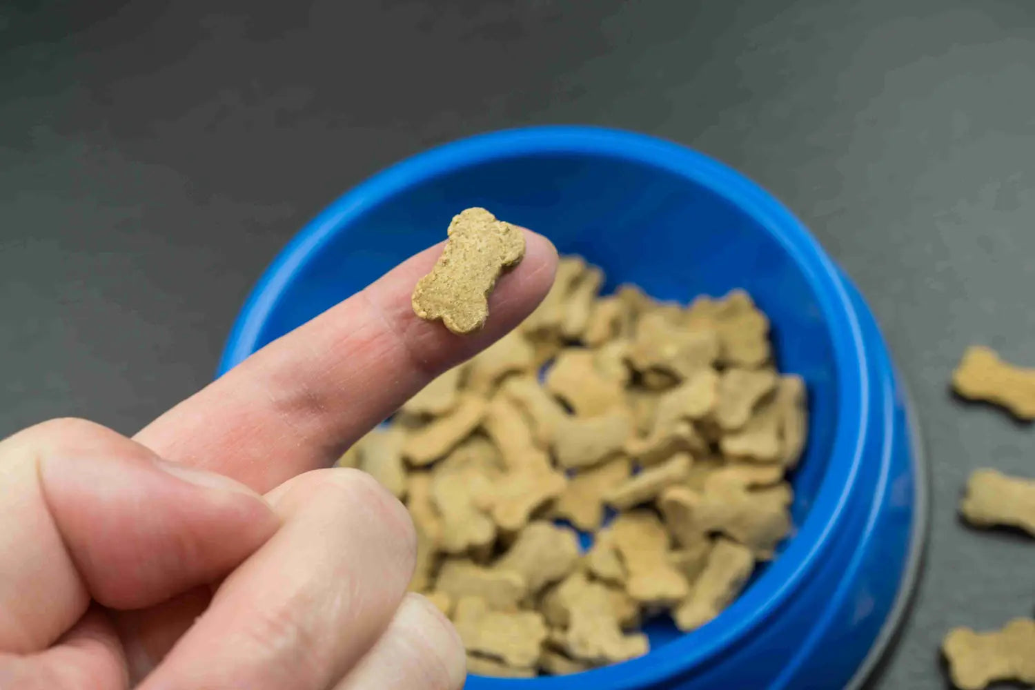 7 Best Dog Food Toppers for a Happy and Healthy Dog