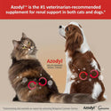 Azodyl Small Capsules - Renal Support Supplement for Cats and Dogs Dog Supplements & Vitamins.