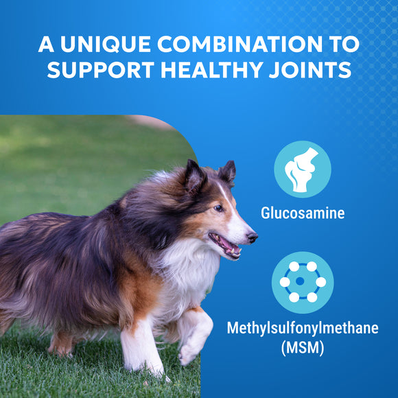 Dog running on grass with text about glucosamine and MSM for joint health on a blue background
