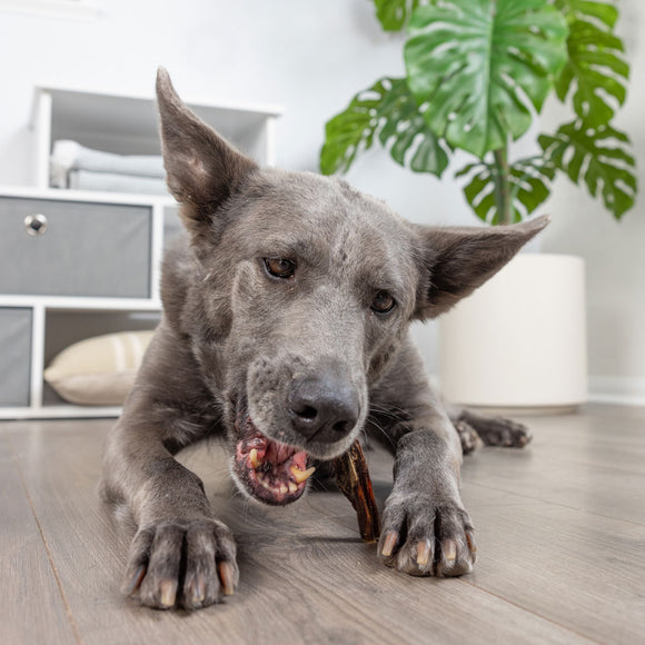 Barking Buddha Beef Jerky Chips Dog Chew