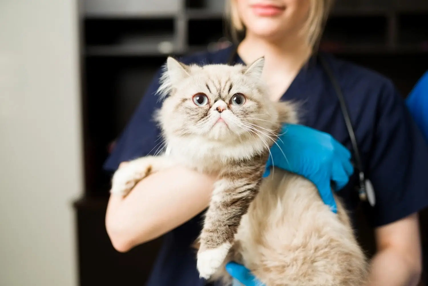 Cat Kidney Health: Early Signs Causes Treatment and Prevention Guide