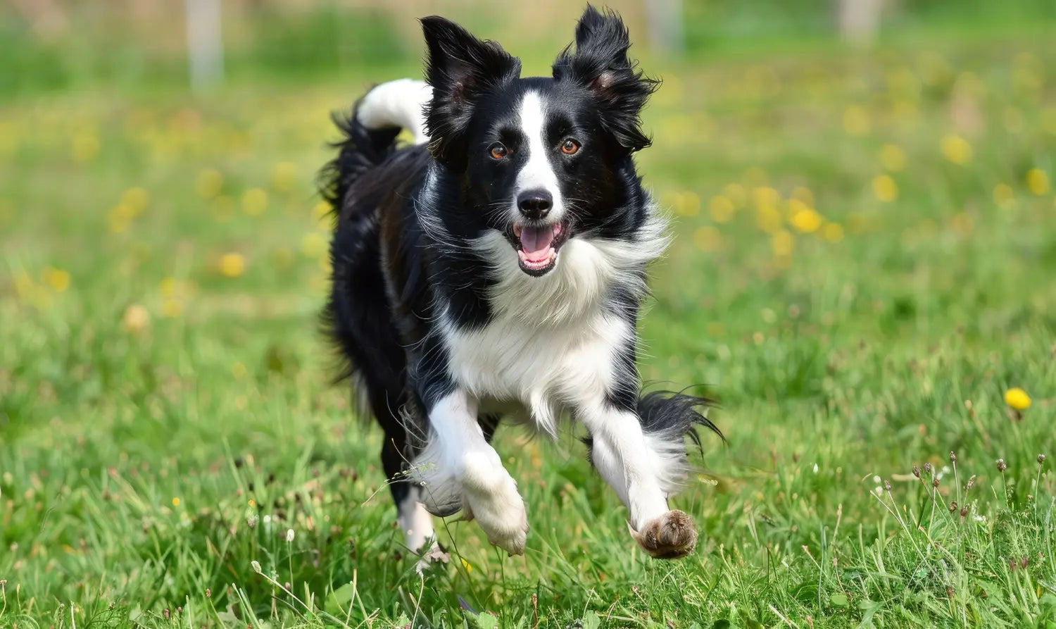 a Border Collie running through a field