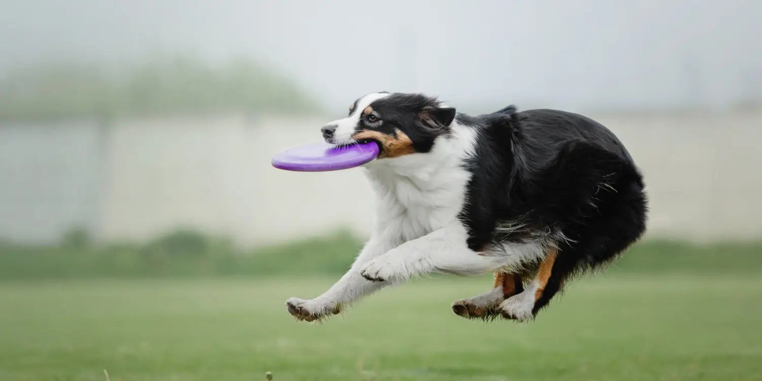 a Border Collie playing with a frisbee