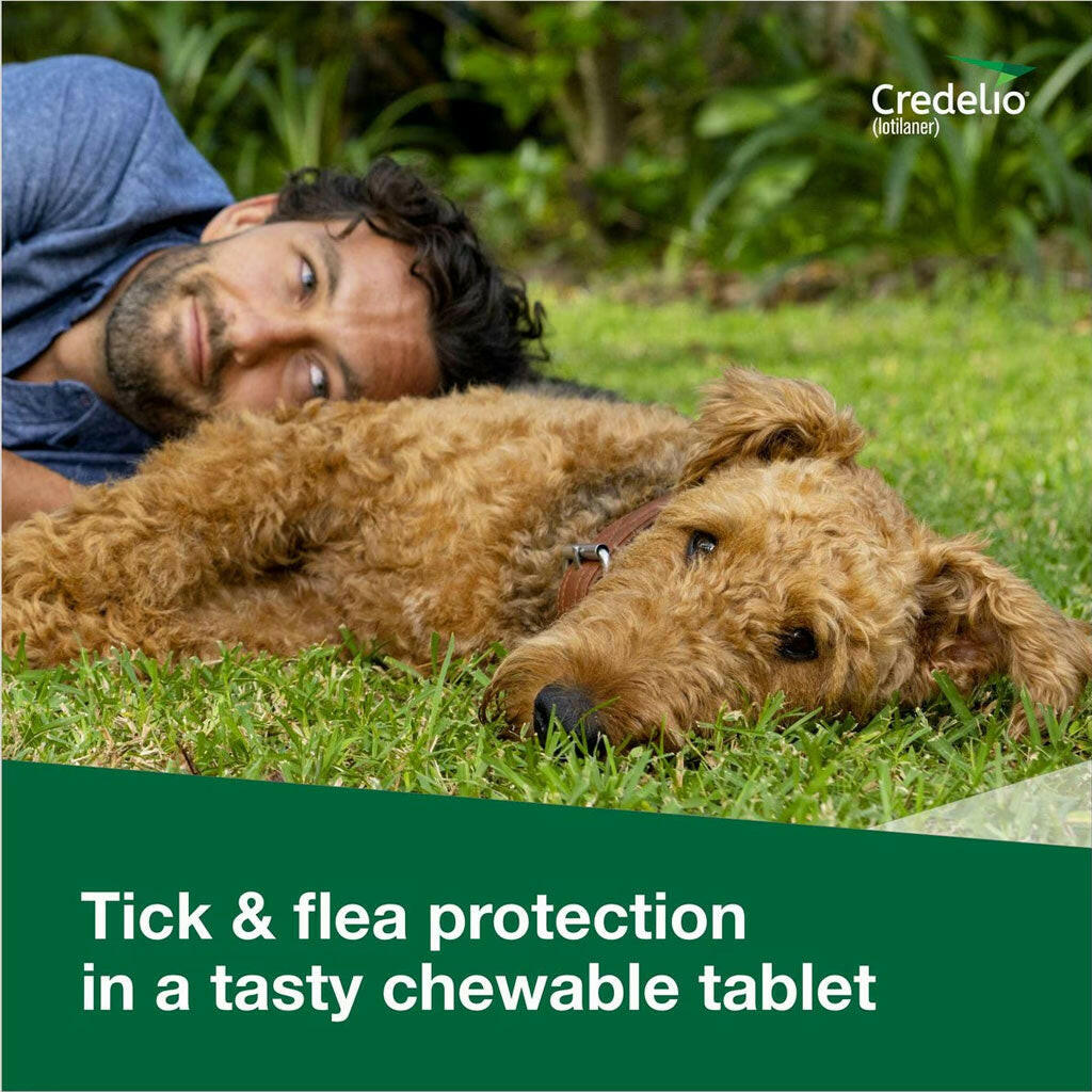 Credelio for Dogs 4.4-6 lbs chewable tablet