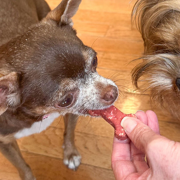 Dog eating a piece of raw meat held by a person on a wooden floor.