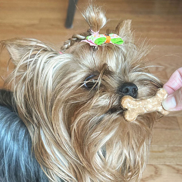 Small dog with a hair clip and bone-shaped treat on a wooden floor