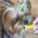 Small dog with a colorful hair clip holding a yellow bone-shaped treat.